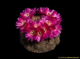 Sulcorebutia steinbachii v. steinbachii WR249 2229